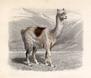 The Llama, Engraved by E. Ramus